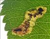 0078 (4.053) Stigmella incognitella